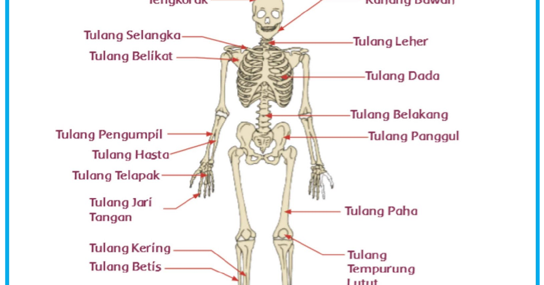 Struktur  dan Bentuk Tulang  Manusia 