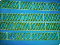 Spirogyra