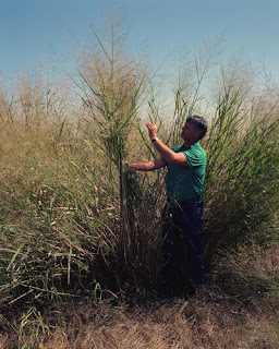 Switchgrass (Alamo variety) grown at the University of Alabama's test plot close to Auburn, Alabama, Courtesy of DOE/NREL, Credit - Warren Gretz