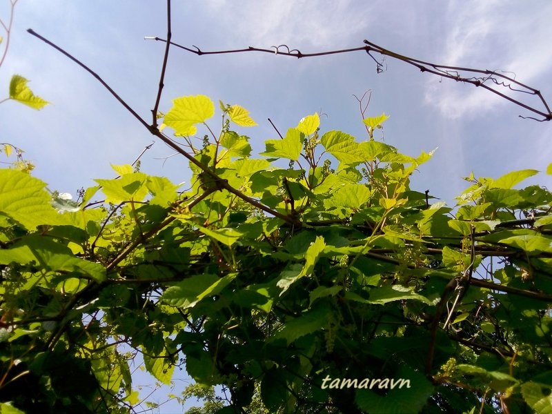 Виноград амурский (Vitis amurensis)