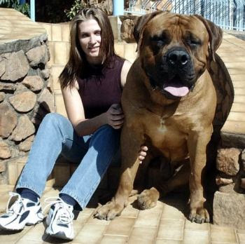 The huge bulldog.