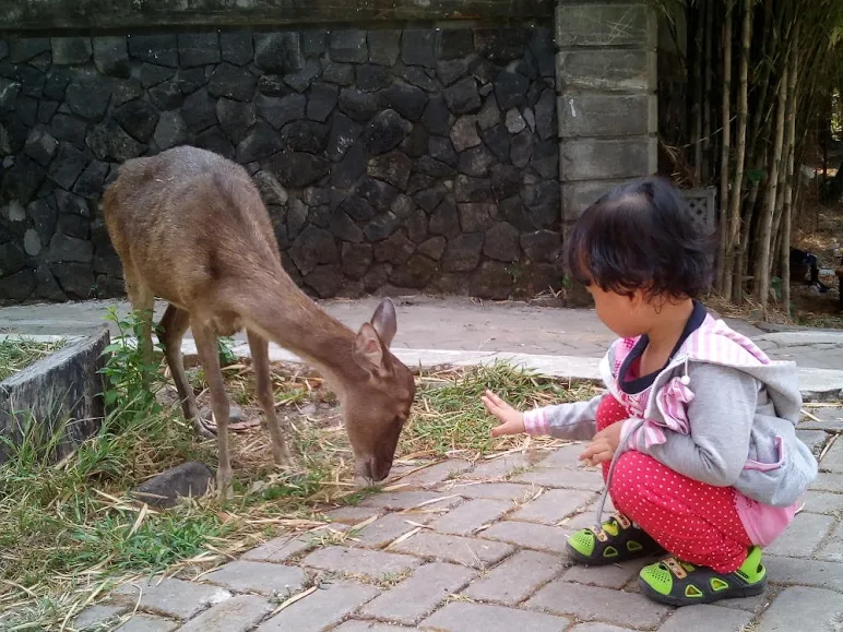 You can touch the fawn, they walk free too in Taman Balekambang, just be careful when its parent is around
