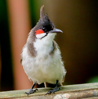 "Red-whiskered Bulbul,sitting on the garden wall."