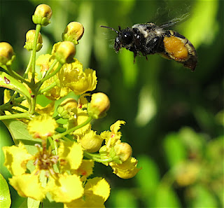 Epicharis (Xanthepicharis) umbraculata