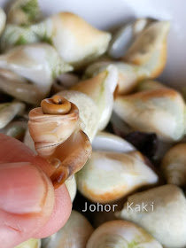 Gong Gong Sea Snail