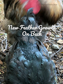fall molting in chickens