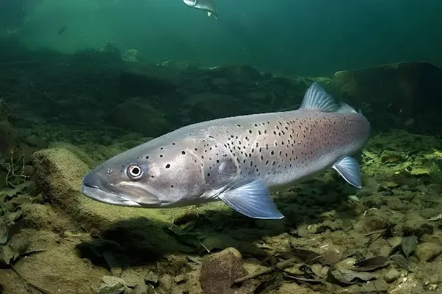 El inusual traslado del salmón a los ríos árticos como respuesta al cambio climático y las incertidumbres en torno a su adaptación y consecuencias para el ecosistema.