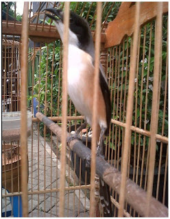 burung kicau termahal, burung kicau murah, burung kicau termahal di dunia 