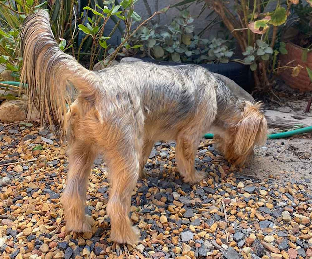 male Yorkie puppy standing on pebbles