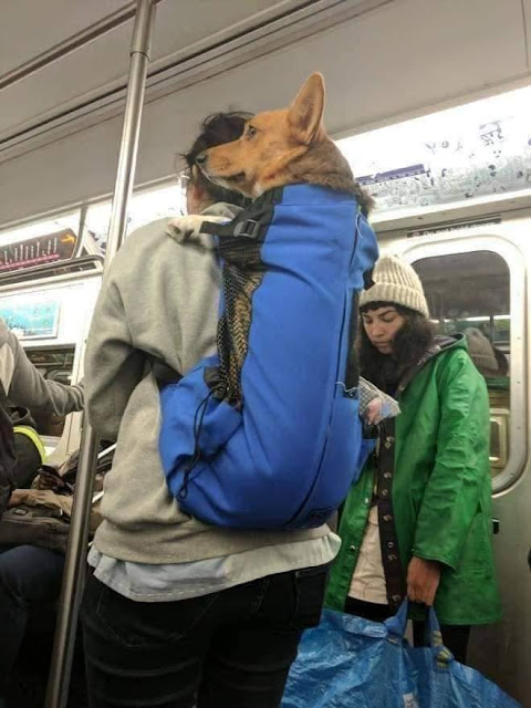 Criatividades que driblou proibição de Pets no metrô de Nova York