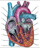Color diagram of a human heart