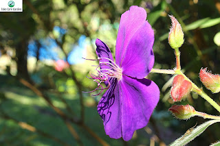 Tibouchina Granulosa: A Stunning Flowering Tree for Your Garden