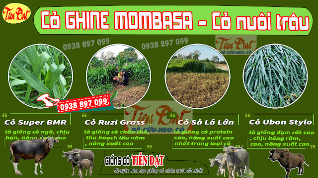 Loại cỏ tốt nhất cho trâu là cỏ ghine mombasa