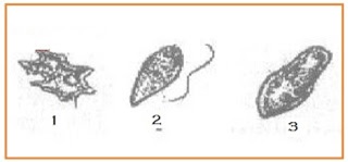 BIOLOGI GONZAGA PROTISTA UJIAN NASIONAL