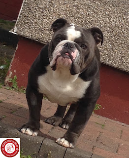 Super cute black english bulldog puppy