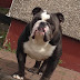 Super Cute Black English Bulldog