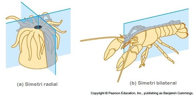 Ini Dia Ciri  Ciri  dan Klasifikasi Coelenterata Biologi 