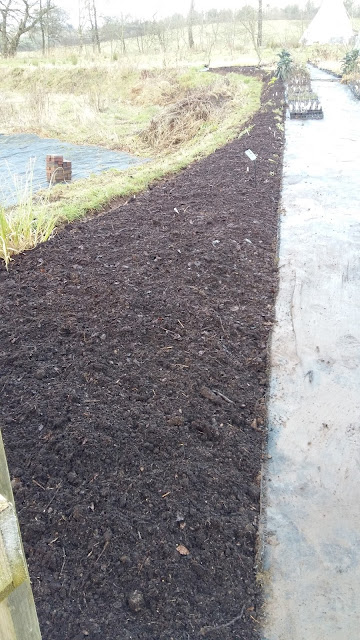 One of the borders in the nursery with its  compost mulch