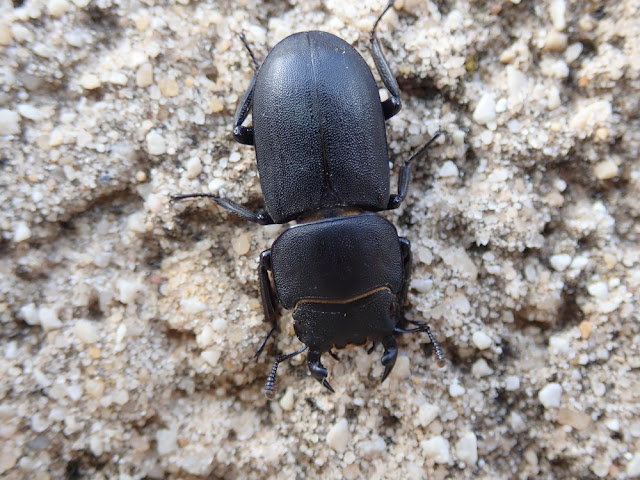 Dorcus parallelipipedus