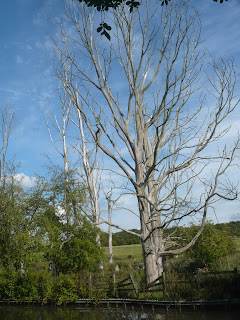 Stand of dead trees