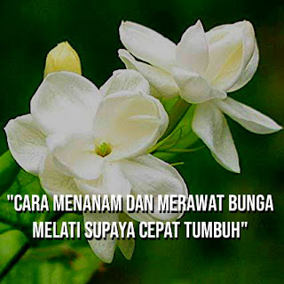 Cara merawat bunga melati