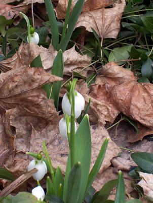 A type of snow drop... I think!