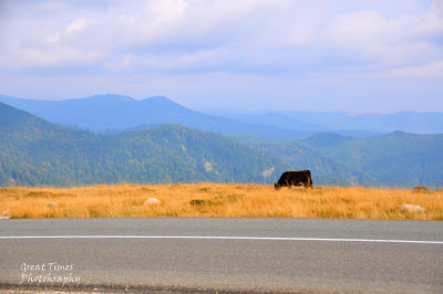 Transalpina, Sibiu, Alba, Alba Iulia, Citadel Alba Carolina, Translivania, Transylvania, Cheile Rametului,  Sarmizegetusa