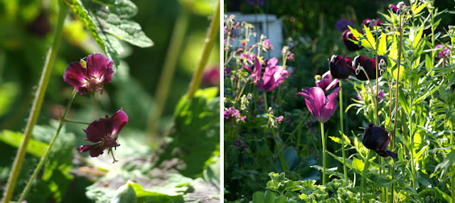 Blomster i rosa og lilla toner