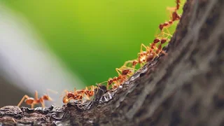 Bullet Ant of Amazon Jungle