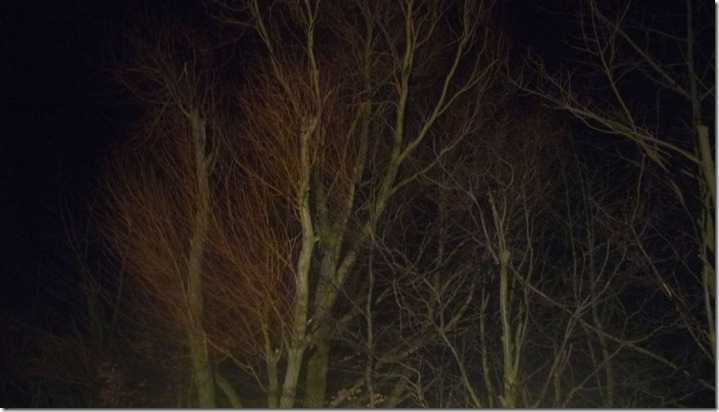 treee