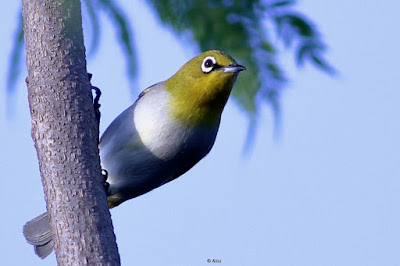 Indian White-eye