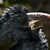 The African Piping Hornbill