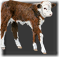 ABL_CowboyUp_Emb1_Calf
