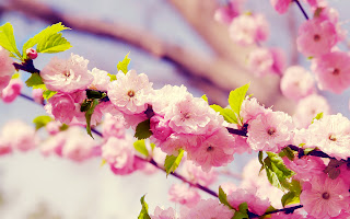Big Cherry Blossoms and Leaves HD Wallpaper