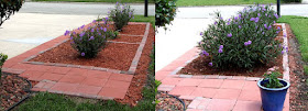 Mexican Petunia Garden : Front Yard 2012 vs 2013