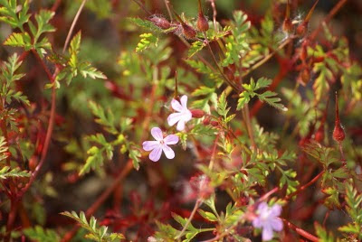 Robertskruid - Sweltsjeblom - Geranium robertianum