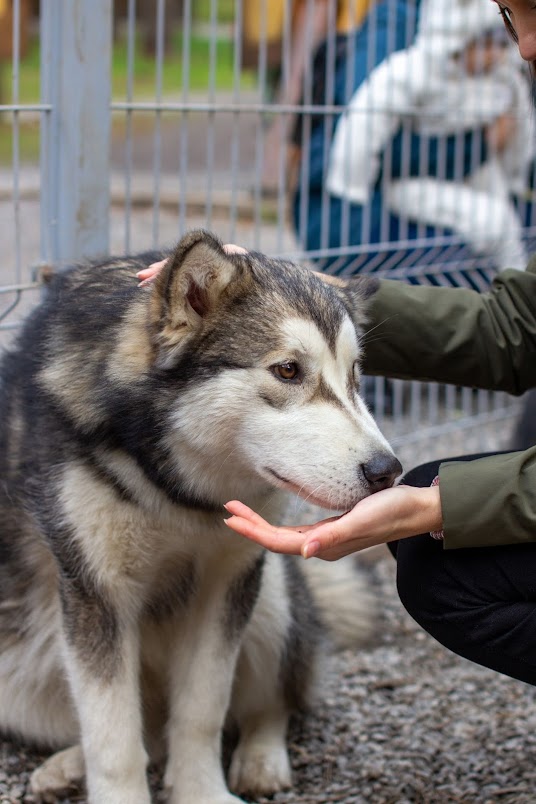 Animal life /The animal need you