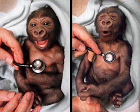 funny animal pictures, baby gorilla stethoscope