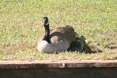 goose & gosslings