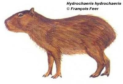 Carpincho Hydrochoerus hydrochaeris