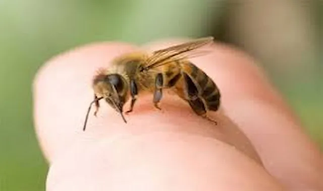 النحل,لسعات النحل,فوائد,فوائد لسعة النحل,لسع النحل,سم النحل,علاج,العسل,عسل النحل,فوائد لسعة النحل للمفاصل,لسعة النحل,لسعة النحلة,علاج لسعات النحل,كيف تعالج لسعة النحل,علاج تورم لسعة النحل,لدغة النحل,لسعة,العلاج بسم النحل