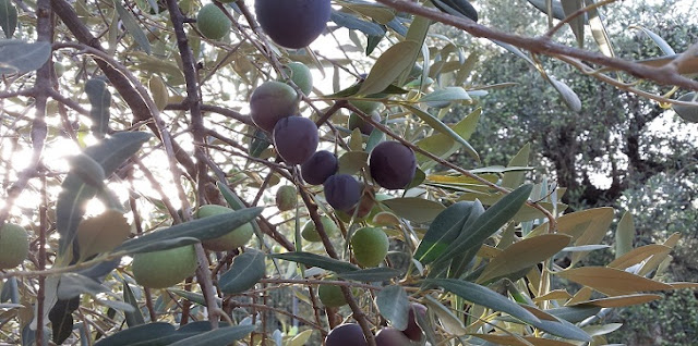  Τιμοκατάλογος παραλαβής ξανθών ελιών από την Ένωση Αγρινίου