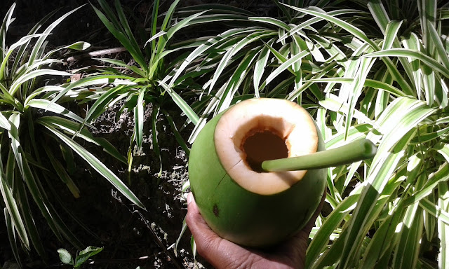 Biodegradable Jumbo Straws. Another use for my pawpaw plant. It's a single element with multiple functions (Permaculture)