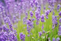 Làm đẹp từ tinh dầu lavender