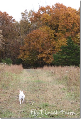 fall_path1