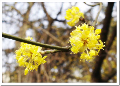 cornus-mas-bloemen