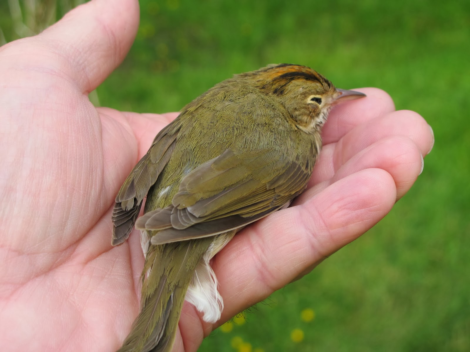 what to feed injured baby bird