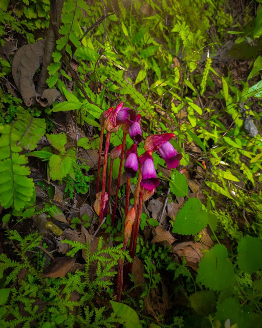 Endangered Medicinal  Plants Of Nepal, Aeginetia Indica L.