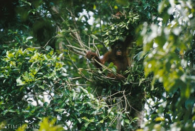  Orangutan Memiliki Keahlian Di Bidang Teknik  Pintar Pelajaran Orangutan Memiliki Keahlian Di Bidang Teknik