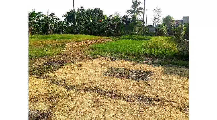 Bertani Keperluan utama, meringankan keuangan. Catatan admin